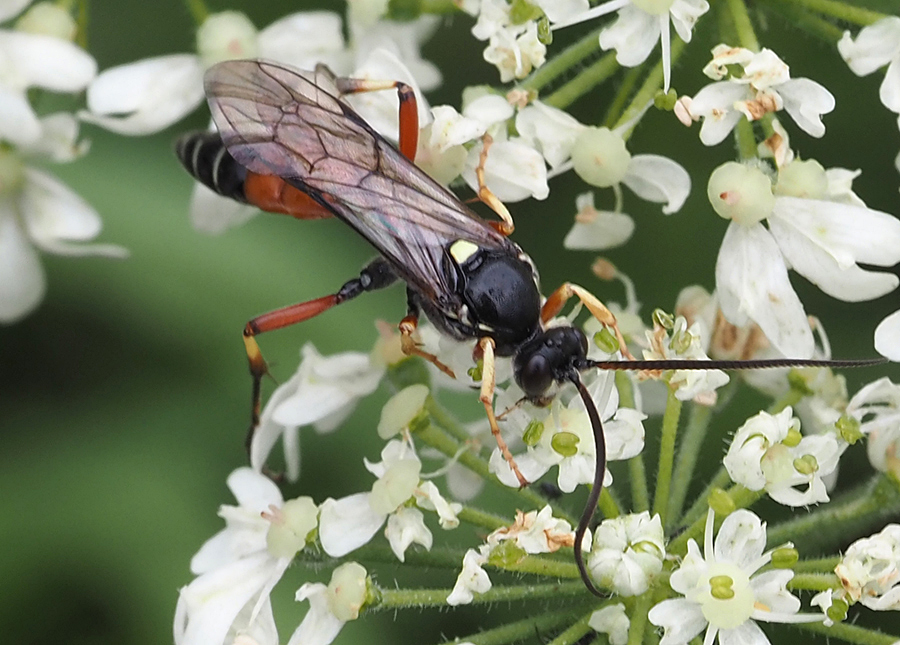 Ichneumon